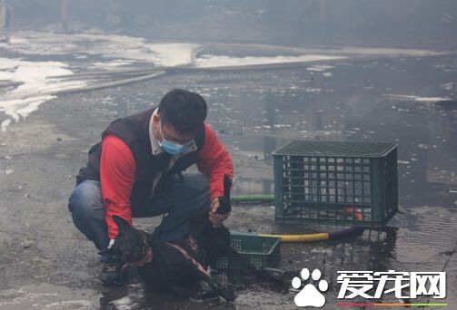太保沙發倉庫失火 忠狗火場找主人送命