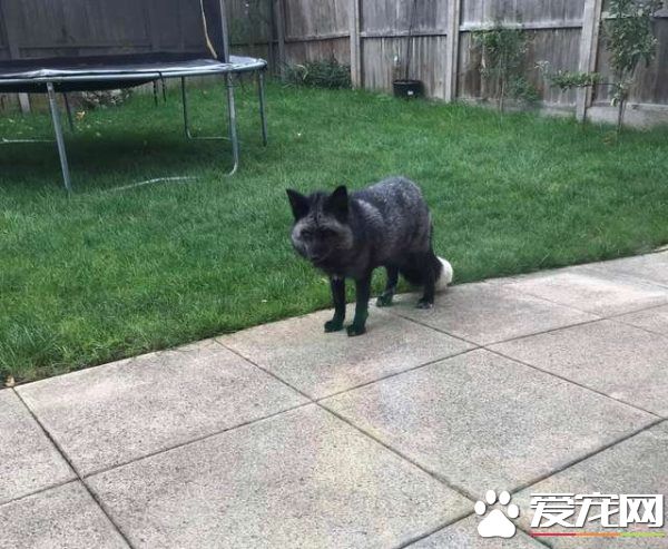 你要干嘛？不請自來的黑色銀狐在院里盯梢