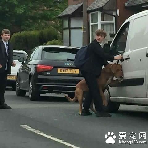 被關車內的狗 用頭撞碎玻出來差點死掉