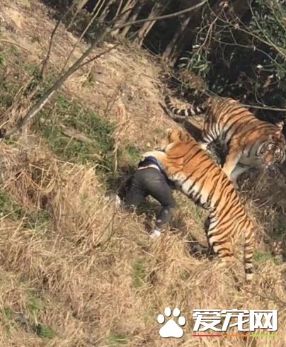 男子逃票慘遭老虎襲擊 最終不治身亡