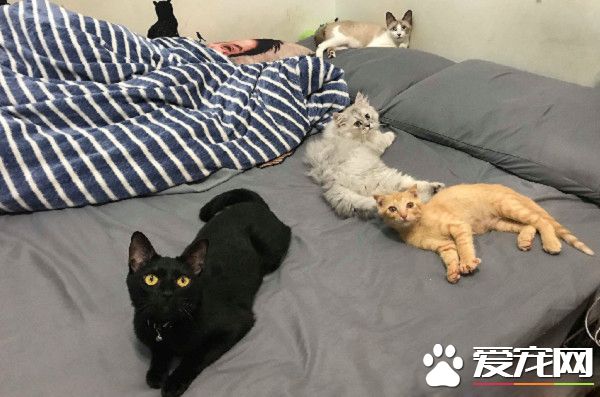 房間被貓咪炸彈炸過 兇手卻一旁賣乖超萌