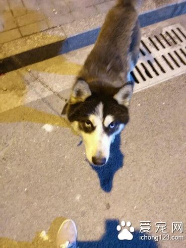 狗狗被拴在路燈下面 狗狗的遭遇讓人很心疼