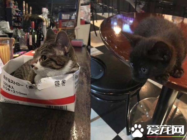 兩只招財貓坐鎮 帶你看日本一家超暖心的臺球店