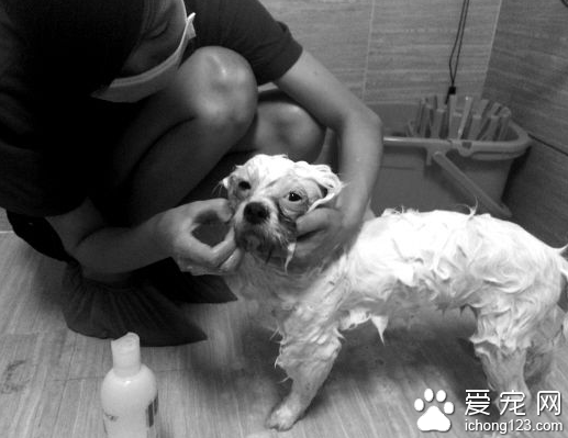 “上門洗狗”方便快捷 寵物美容師月薪過萬