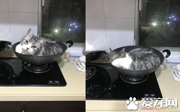 令主人哭笑不得 <a href=/zhonglei/mao/ target=_blank class=infotextkey>貓</a>主子悠哉躺睡炒菜鍋