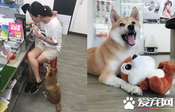 柴犬界的柯p 超可愛模樣是店里的活招牌