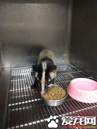 受傷野生動物不停哀嚎 動保員緊急為白鼻心救援