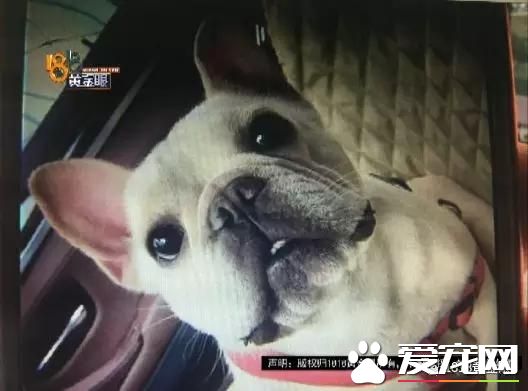 價值6萬多元的寵物<a href=/zhonglei/gou/ target=_blank class=infotextkey>狗</a>獨自乘滴滴死了 責任在誰？