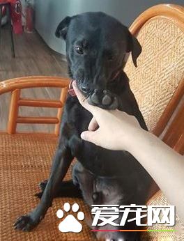 愛需要采取行動 希望大家能以領養代替購買