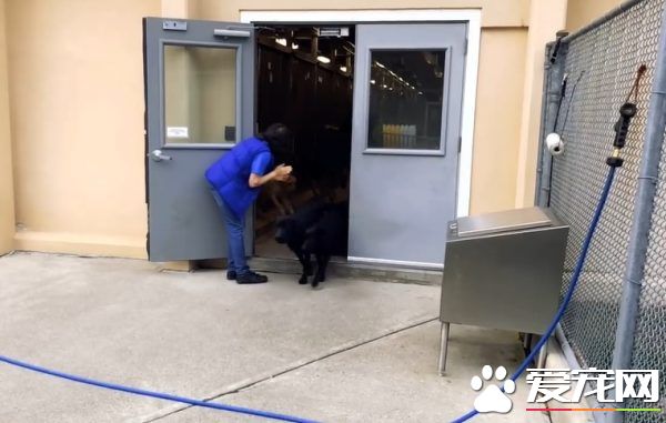 紐約導盲犬學校火警訓練 174只狗狗順利清空