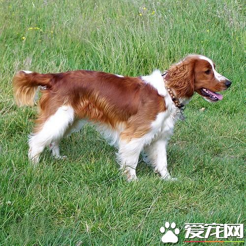 狗狗智商排行榜，你家狗狗排第幾？