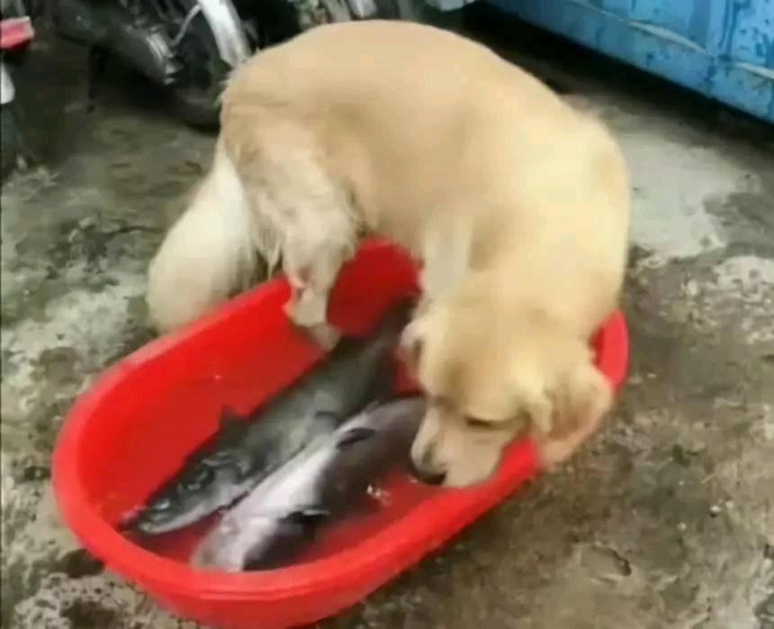 小心 伸進魚盆里的狗腿子可能比貓爪更危險