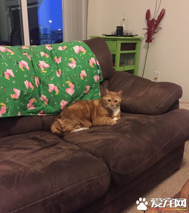 貓奴為愛貓採購貓食 竟與待認養橘貓一見鐘情