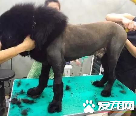 臺灣的這家寵物美容院上了國外新聞，只因有這么個任性的老板