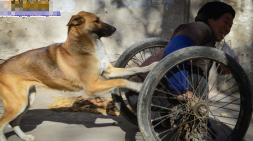忠犬推殘疾主人去擺攤 對主人不離不棄