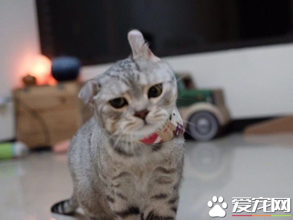 小小愛吃鬼喵星人 超注重形象完美維持身材