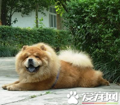 中國本土寵物狗