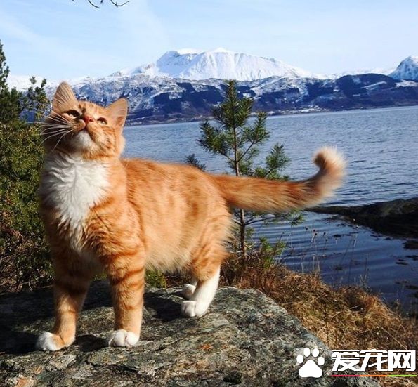 橘貓擁有超美膨尾 走路尾巴跟著搖曳生姿超霸氣