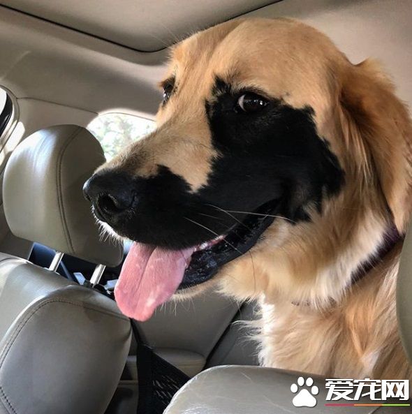 黃金獵犬戴半邊面罩 超特別長相成獨一無二狗狗!