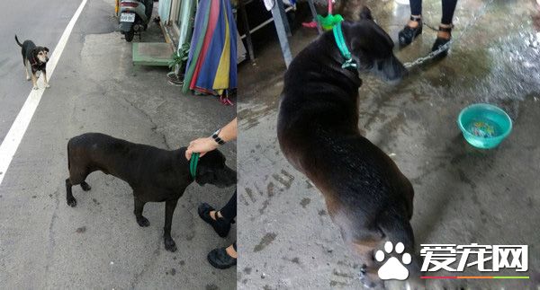 務必系狗鏈！勿疏縱自家毛孩趴趴走 否則恐將觸法