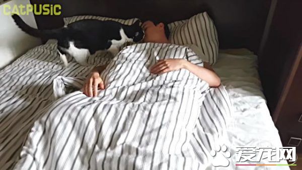 超貼心網紅貓咪 每天吻醒貓奴把拔