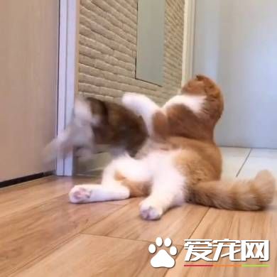 貓兔之友情 貼心貓咪溫柔陪伴兔兔
