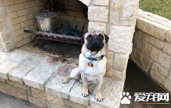 巴哥犬不小心將阿嬤反鎖車外 坐車內露超淡定表情