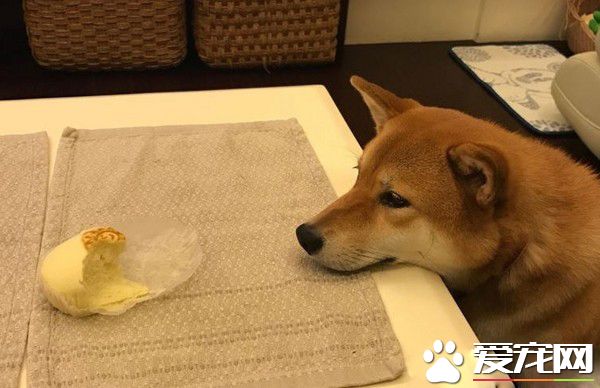 店長柴買魯肉飯 不用考察人家開會啦!