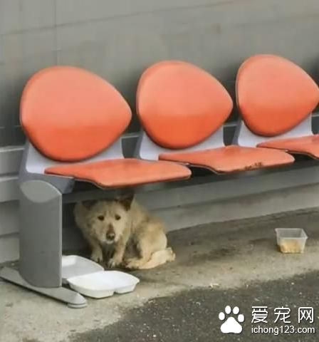 被驅趕的流浪狗對人充滿戒心 還會主動翻肚子