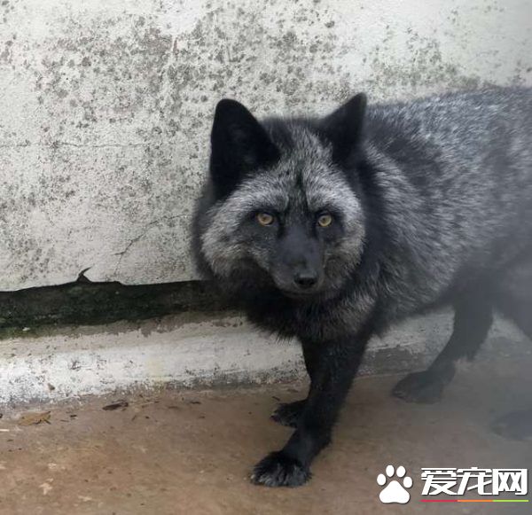 你要干嘛？不請自來的黑色銀狐在院里盯梢