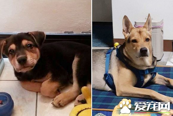 當年的淚眼汪汪的奶汪 收編后成江湖大哥