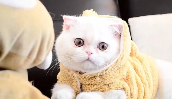 加菲貓飼養攻略