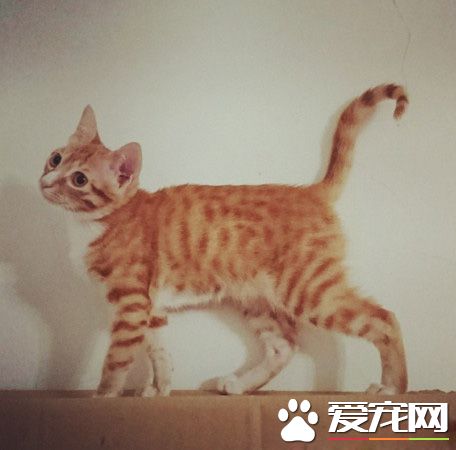 貓生無望阿! 喵咪結扎手術中一臉生無可戀表情超有趣