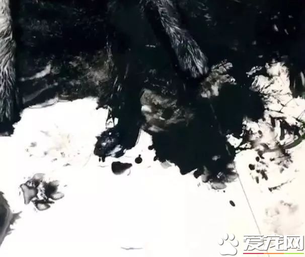 這只阿拉斯加火了，趁主人不在家用沾滿墨水的狗毛在地創作了一幅阿拉斯加大師