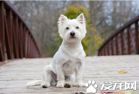 把狗丟下橋泄憤 美國男子將被判刑四年