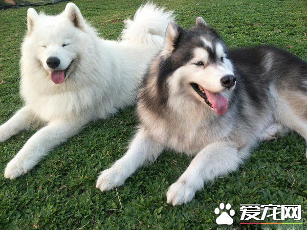 我們的緣分還沒結束 愛犬離世后夢小嬰兒對我笑