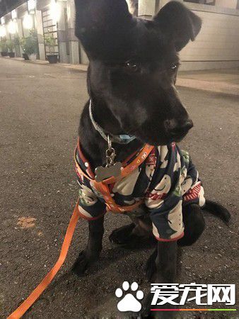 準備洗澡愛犬突然吼叫 浴室玻璃爆裂救主人一命