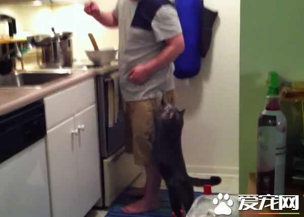 看得人都要融化啦！超會撒嬌的喵星人