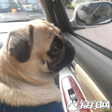 愛撒嬌愛耍帥的公犬閃電 看見美女狂討親親