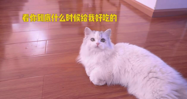 鏟屎的還不給小魚干？ 盤點這些貓咪討食的手段