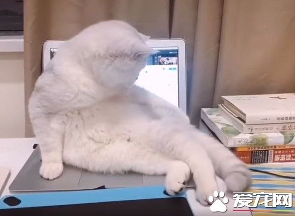 美喵親自出馬狂刷存在感 撩人動作性感又不失霸氣