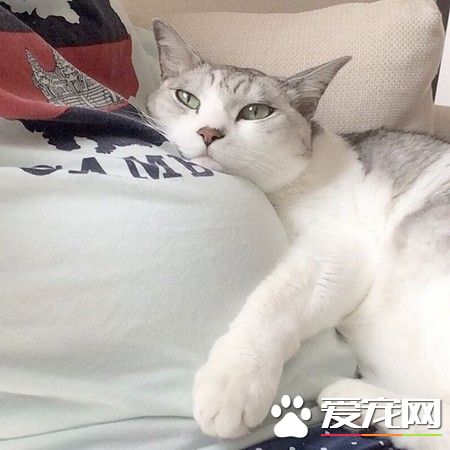 15歲<a href=/zhonglei/mao/ target=_blank class=infotextkey>貓</a>哥哥自從妹妹出生 變身超溫柔稱職保姆