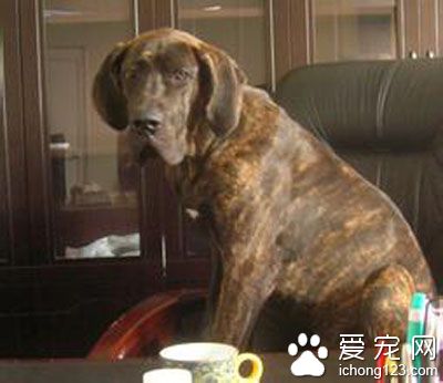 一只虎皮丹犬能拉動一輛一噸重的汽車