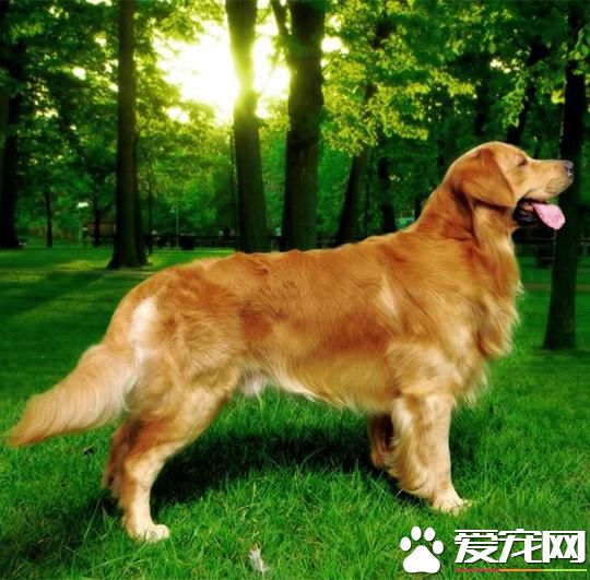 狗狗智商排行榜，你家狗狗排第幾？