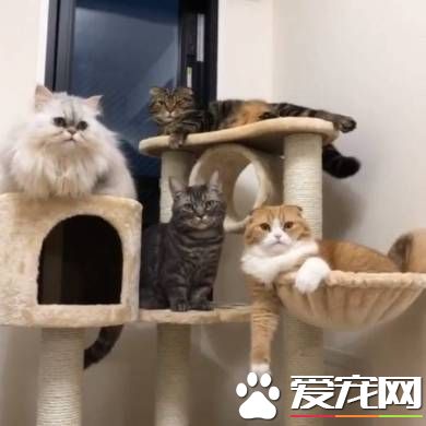 貓兔之友情 貼心貓咪溫柔陪伴兔兔