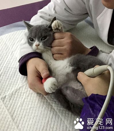 英國短毛貓突患腹膜炎 主人最終將其安樂死