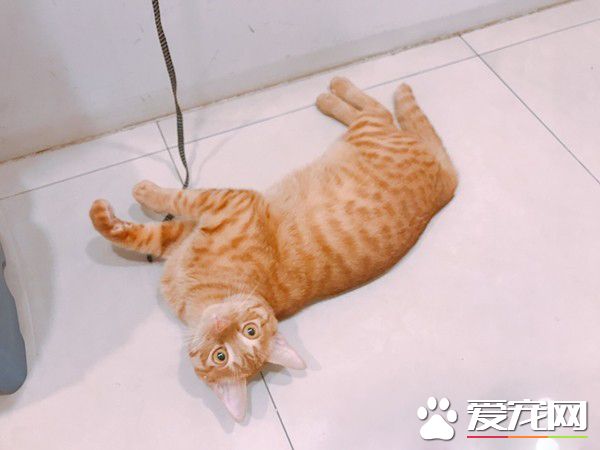 兇悍浪喵經她親訓卸下心房 變撒嬌粘人精