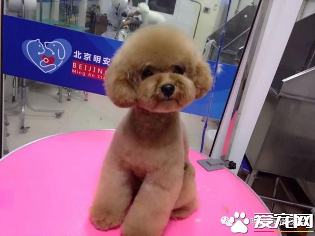 寵物換毛季，我該怎么辦？