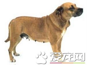 西班牙斗牛梗（皮羅·德·伯里沙·馬羅奎因犬）