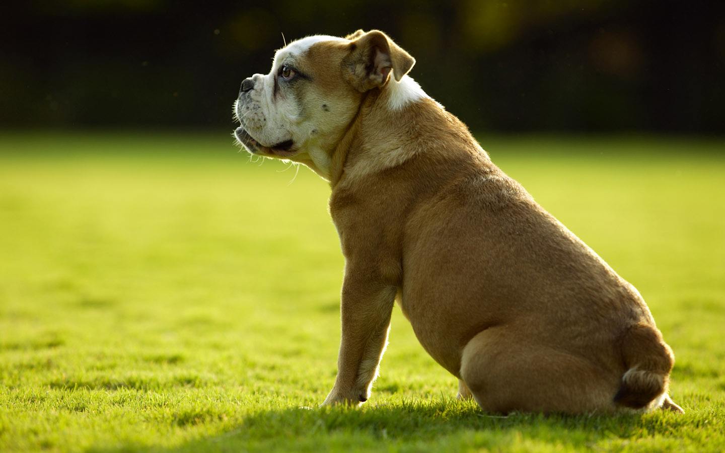 如果你想給你家愛犬配種 那在這個時間段是最好了